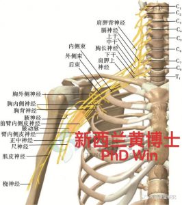 手麻木，无力，疼痛，手麻，手腕痛，前臂痛，奥克兰，新西兰，微针刀 手麻木，无力，疼痛，手麻，手腕痛，前臂痛，奥克兰，新西兰，微针刀