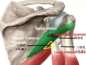 neuralgia , arm pins needle and tingling ,night arm pain,acupuncture and cupping