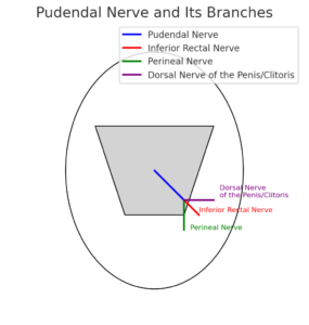 anal fissure , pudendal neuralgia, anal pain, severe anal pain during and after defecation, auckland acupuncture