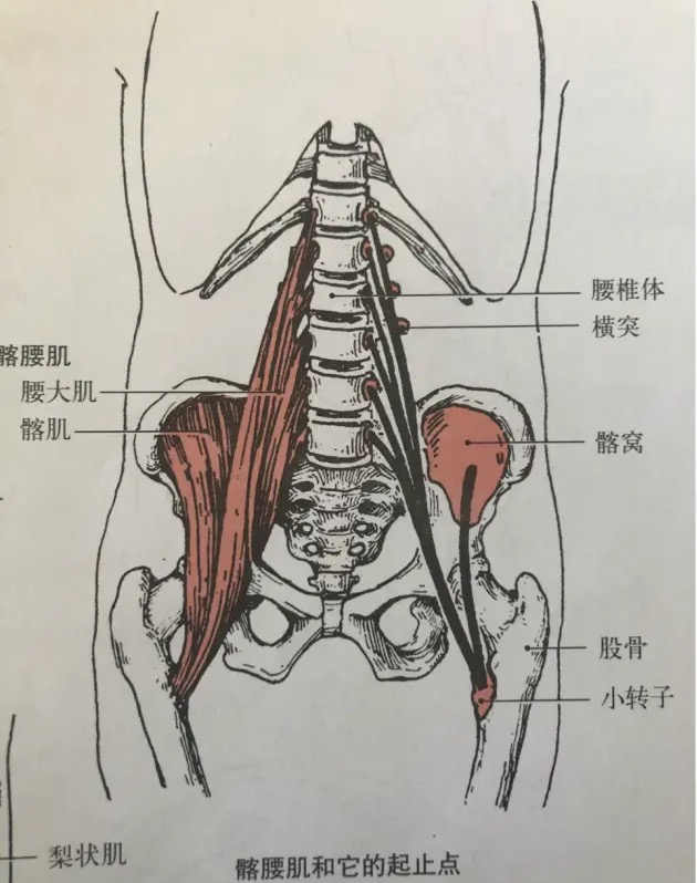 腰腿疼10几年 ，一年5-6次腰痛，这次严重腰痛3天 ， 不能平躺 ，起床 ，翻身， 剧痛， 抽痛 ，奥克兰 ，中医， 正骨， 针灸