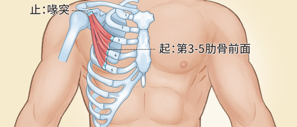 左手腕痛，无力3周 ， 妈妈手，狭窄性腱鞘炎，拇长肌腱炎， 桡浅神经痛，桡神经卡压 ， 胸出口综合征 ，黄博士中医诊所