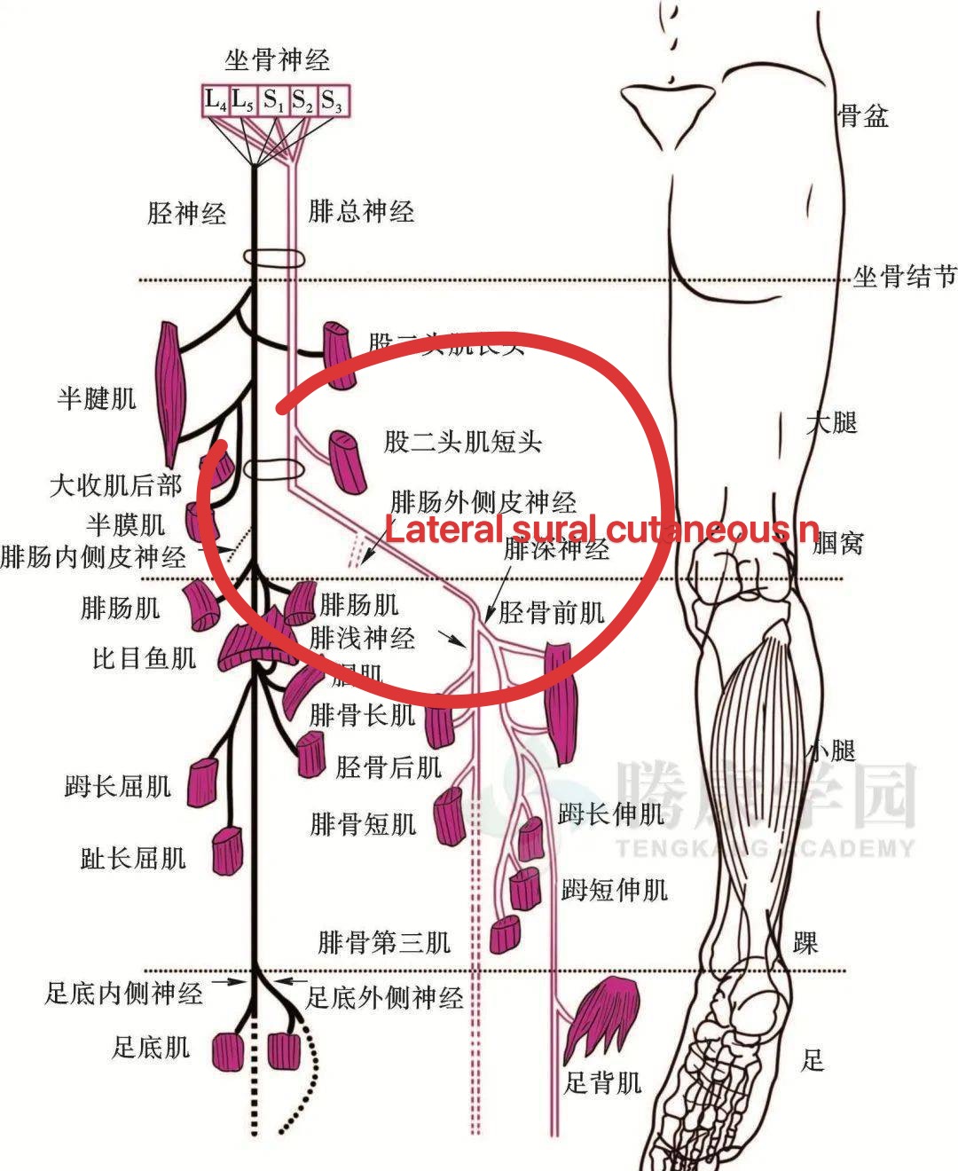 单纯小腿外侧皮神经卡压，膝扭伤，小腿上外侧剧痛，膝关节外侧刺痛，黄博士中医诊所