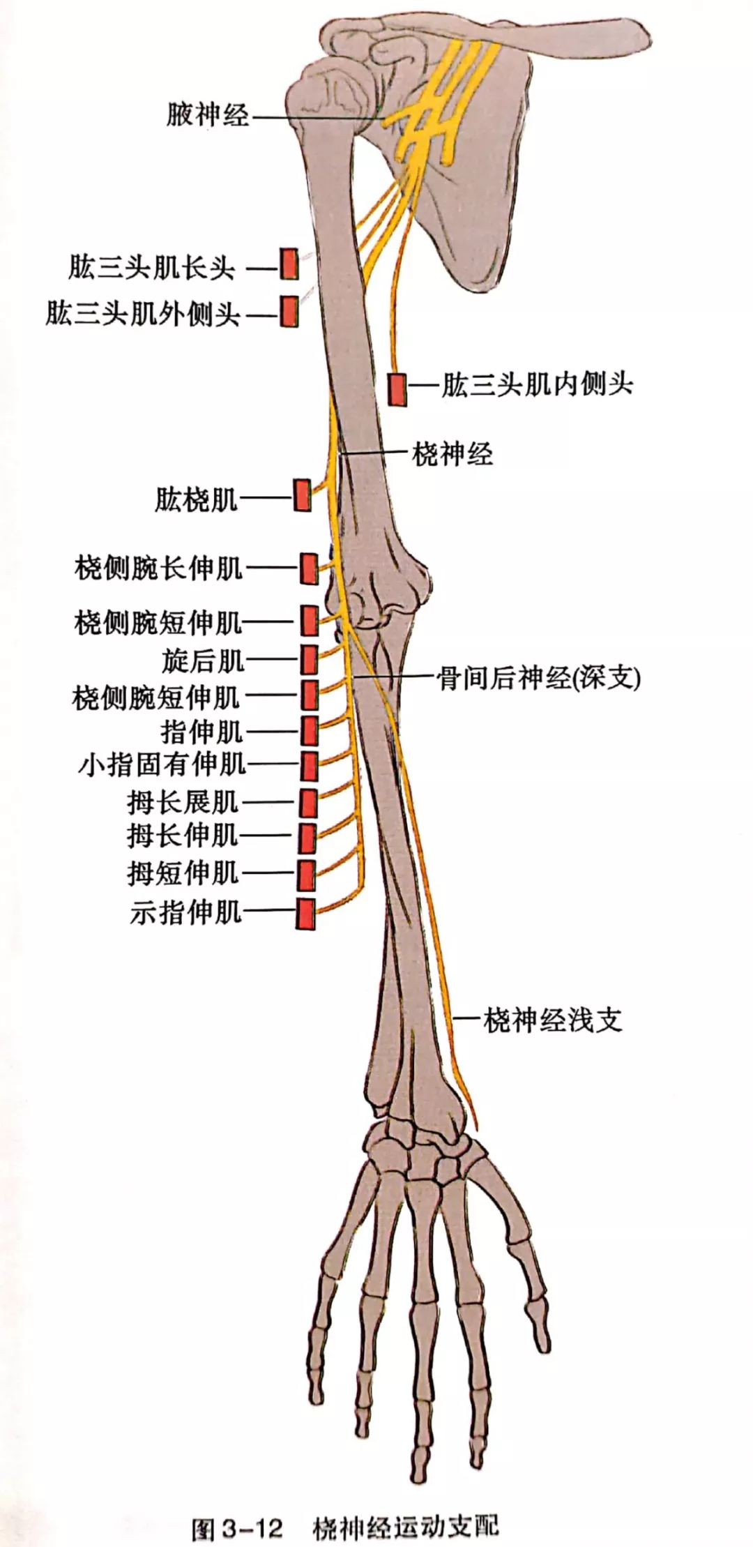 桡神经几个概念，几个皮神经，桡神经易卡压部位及治疗定点