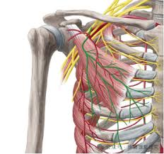 hand pain, wrist sore,fingers tingling, fingers numbness, acupuncture, auckland,pectoralis minor syndrome